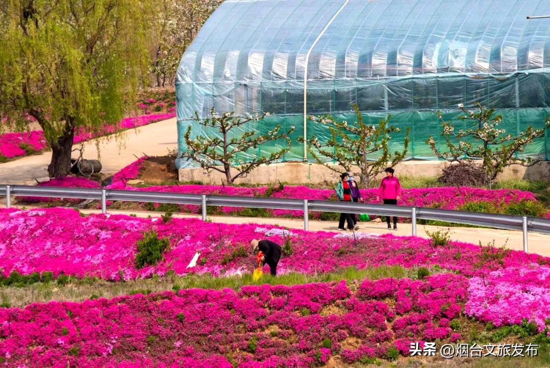 烟台2018年赏花攻略全集,春天烟台赏花地点推荐芝罘区