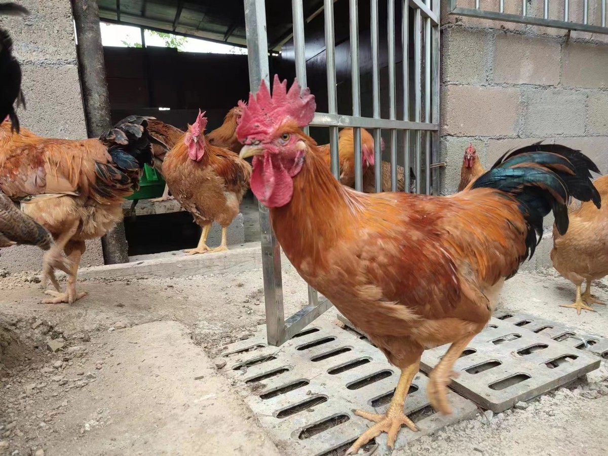 贵州百姓有口福了福梁香鸡正式上市