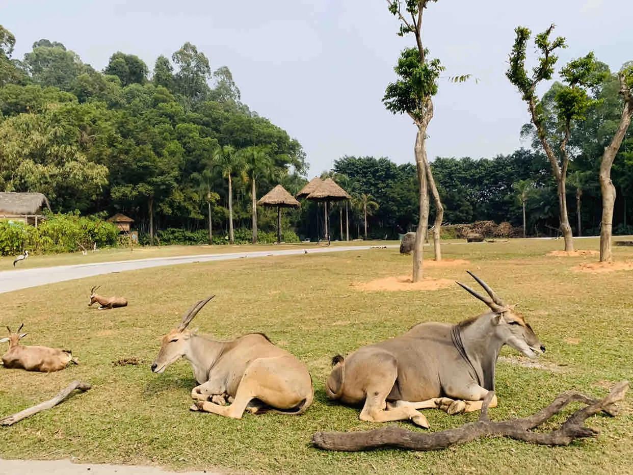 广州长隆野生动物园全部动物,广州长隆野生动物园所有动物介绍