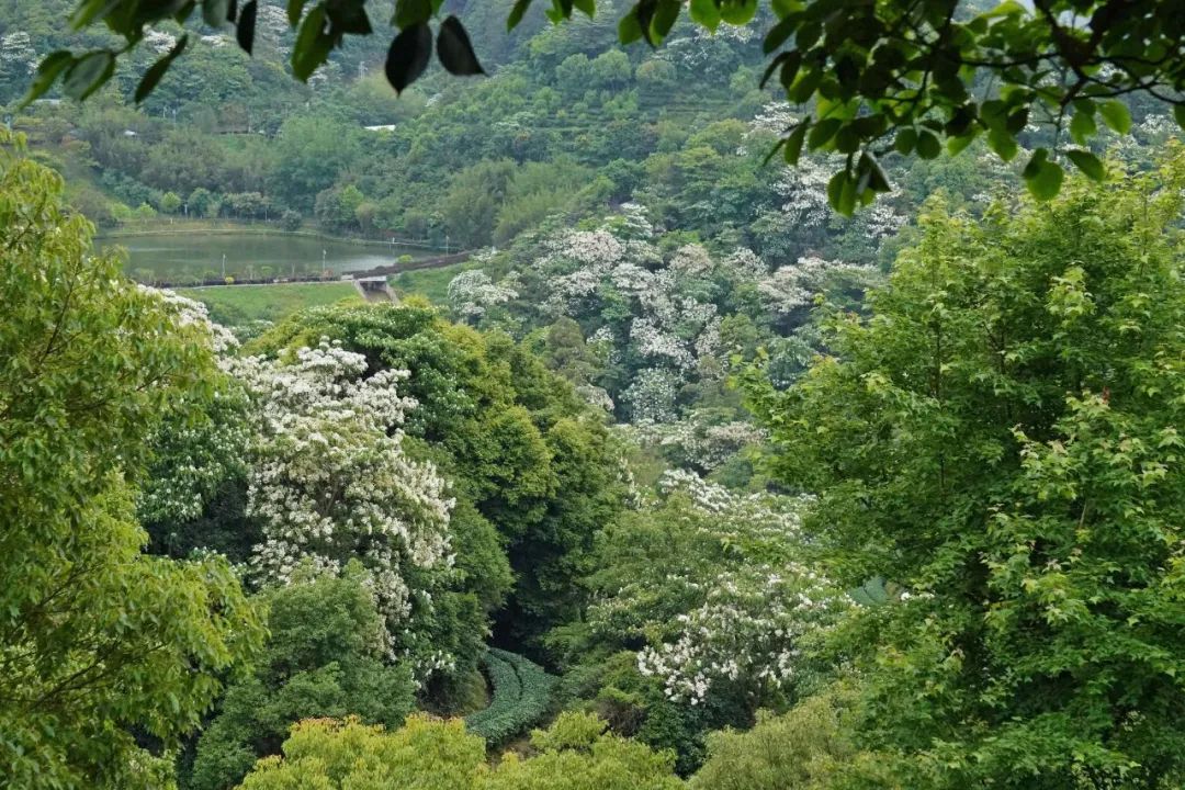 楠溪油桐花如雪图片,油桐花开与气候