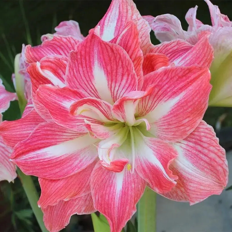 朱顶红是君子兰品种吗,朱顶红蜘蛛兰的区别