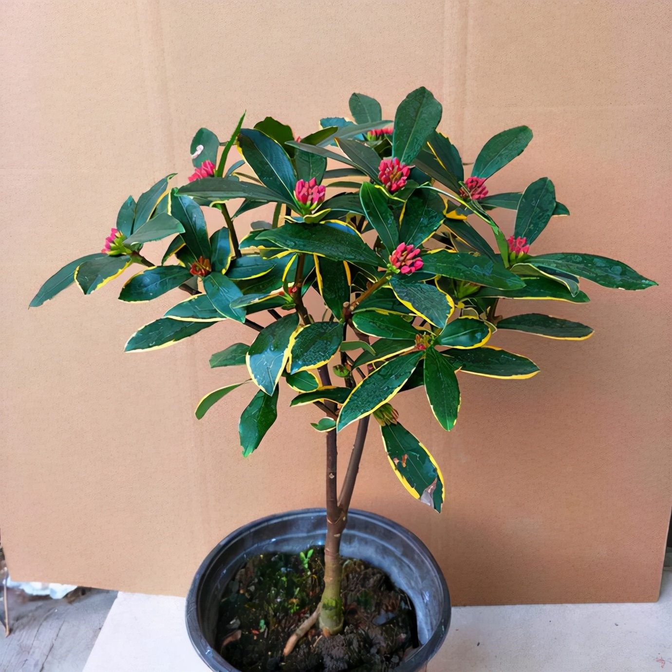 6种年宵花现在买最省钱,年宵花怎么养才旺财