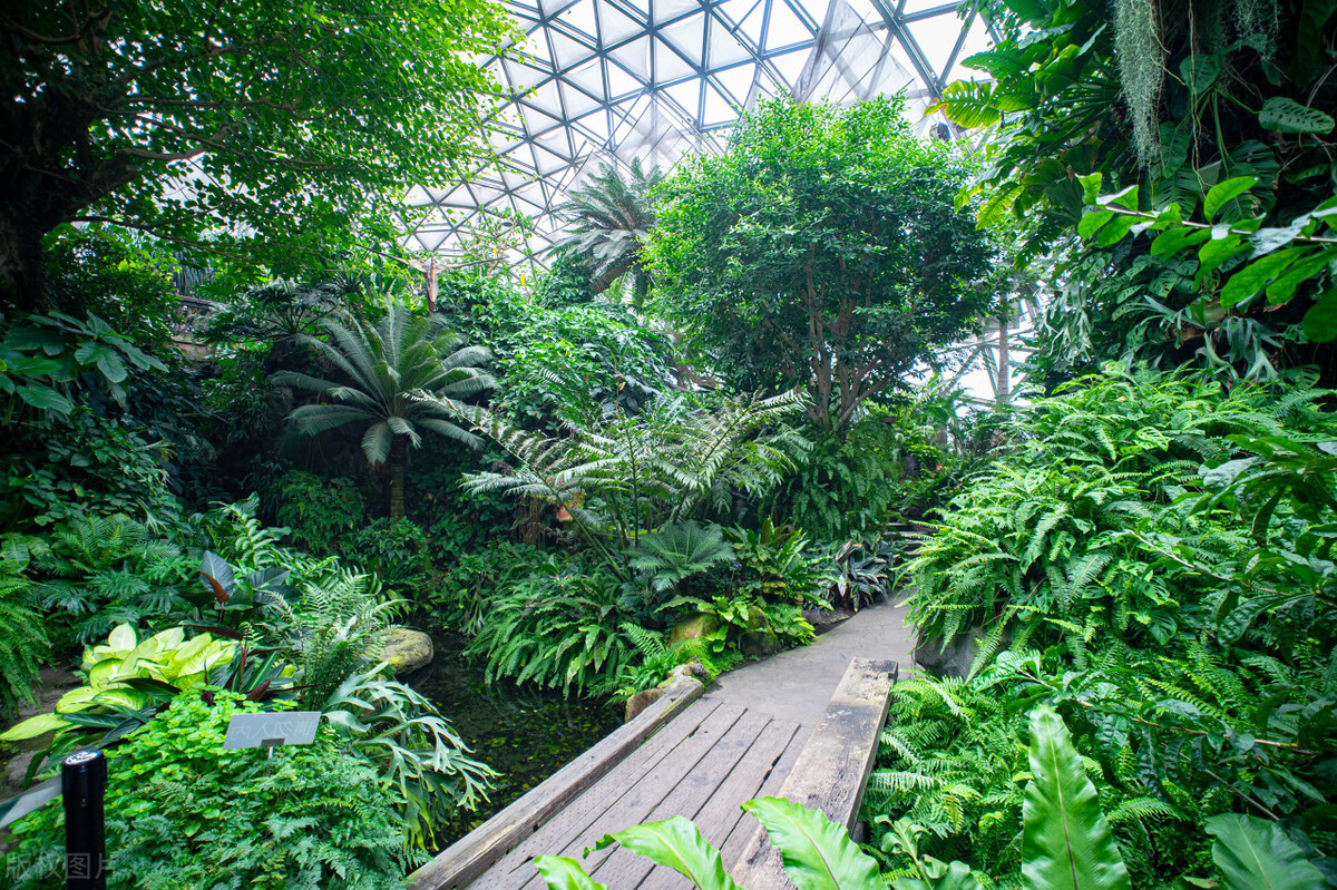哪种植物吸甲醛最好求推荐,吸甲醛最好的植物哪种排名第一