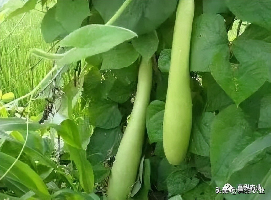 暴雨下的菜价，销区市场行情小幅反弹，产区整体稳定运行
