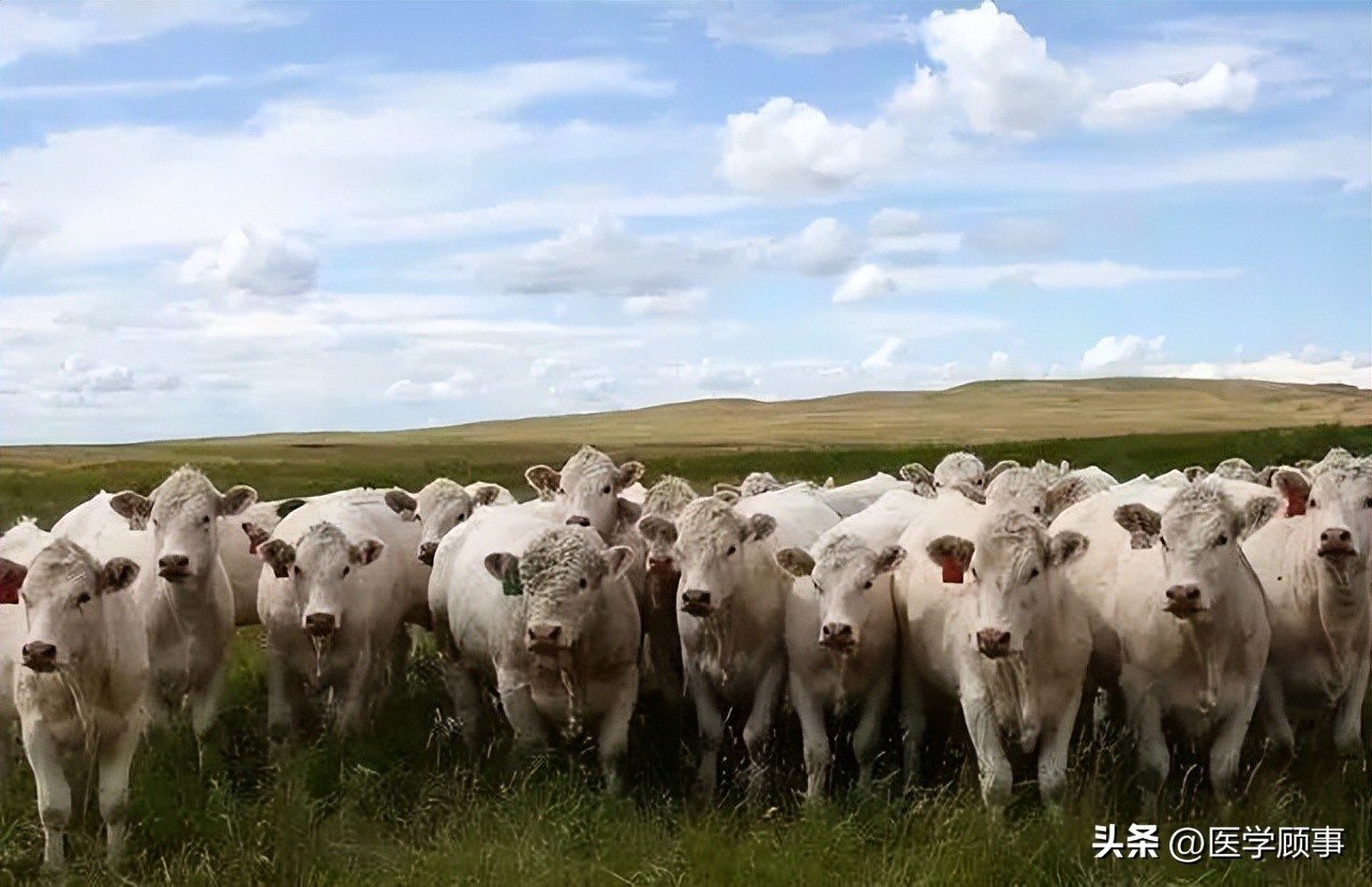 生鲜牛肉哪个品牌的好,牛肉品牌排行榜前十名