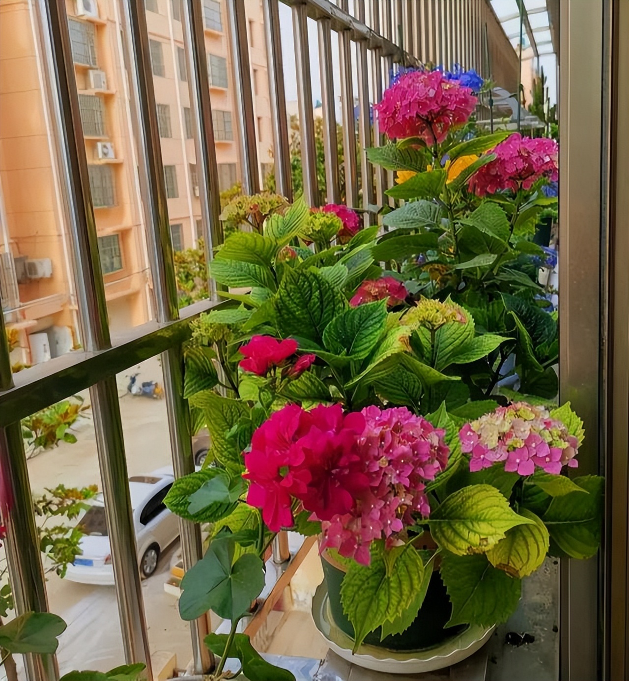 养水牛种什么草最好养,高温下雨后养兰花