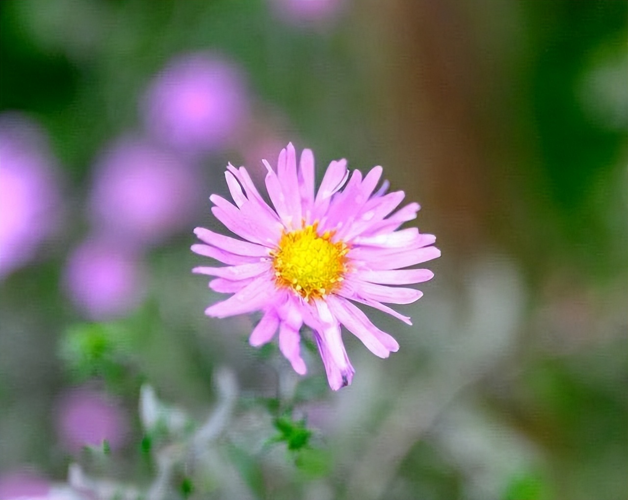 我的前半生罗子君抢闺蜜男友,我的前半生罗子君找到证据