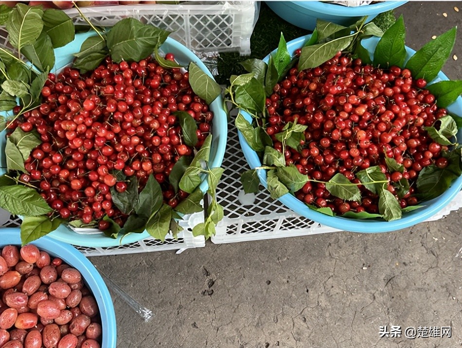 楚雄樱桃批发,楚雄樱桃多少钱一斤