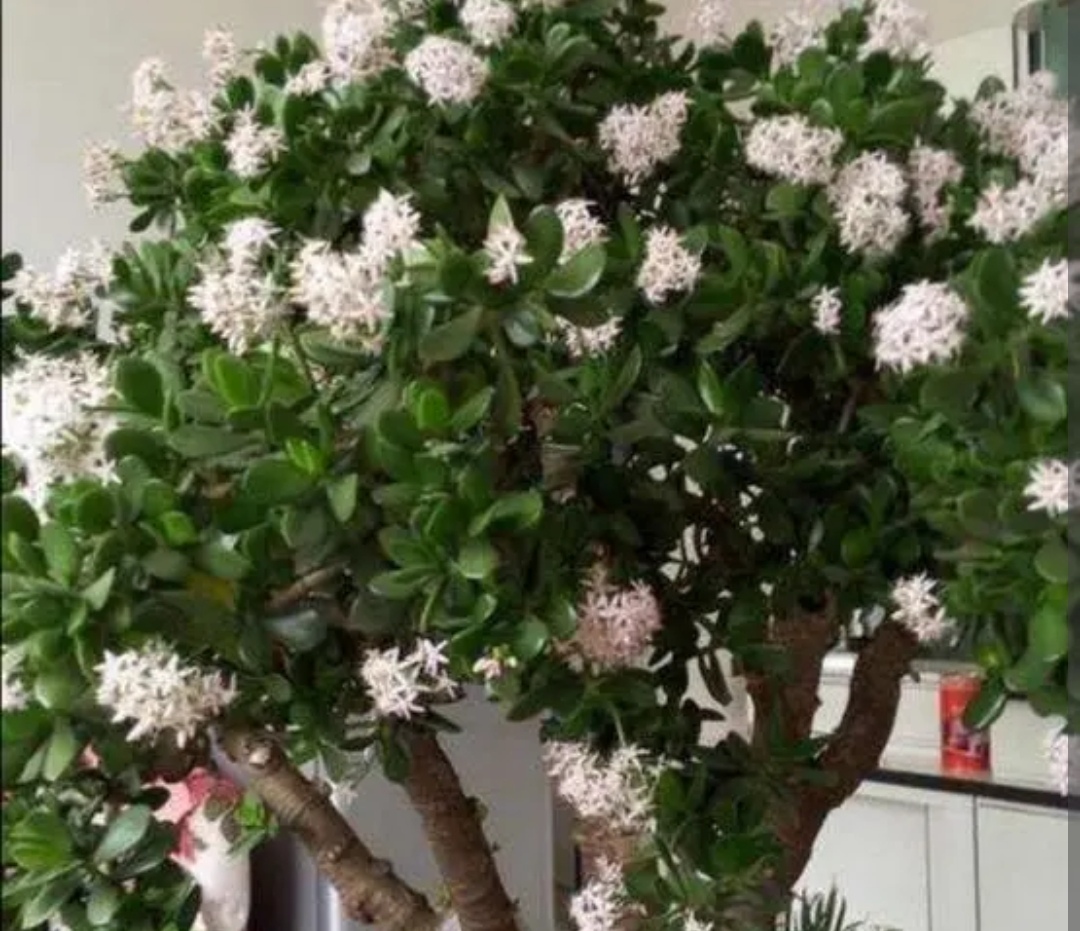 客厅一年四季都好养的什么大植物,客厅盆栽植物推荐第一名发财树