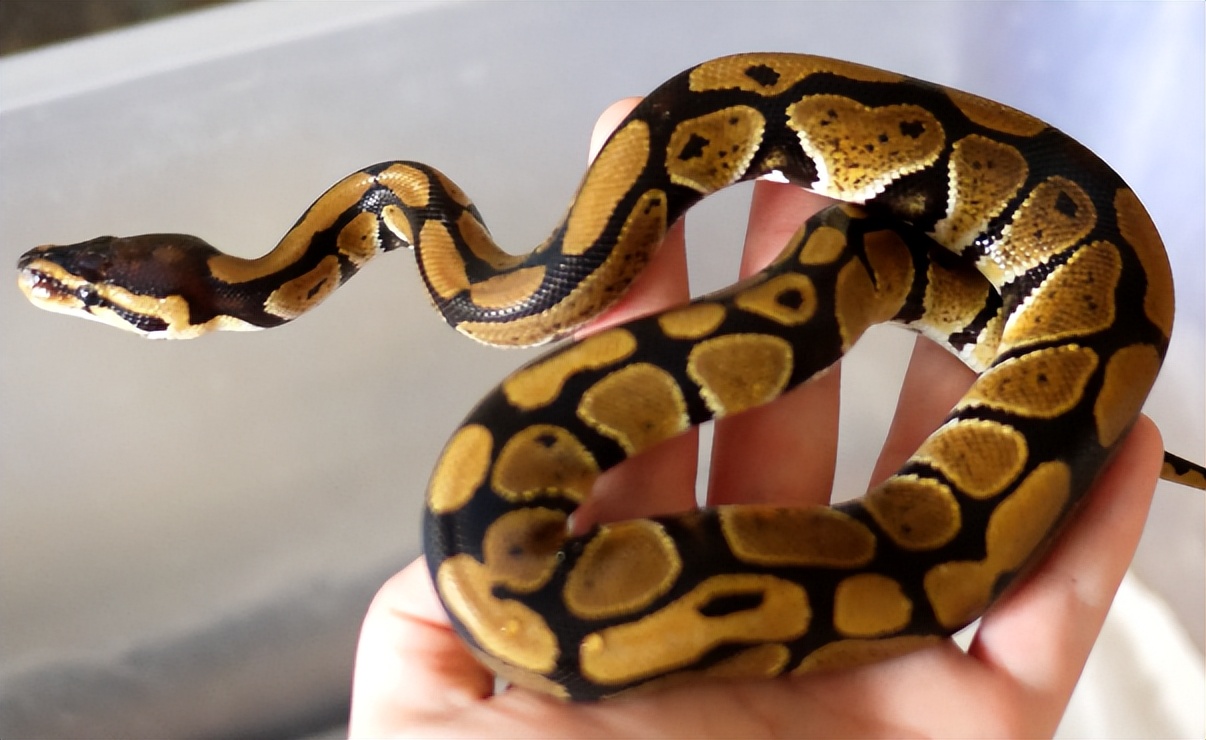 96年海南巨蟒,96年海南巨蟒事件真实情况