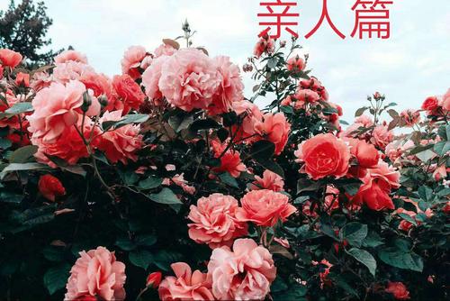 助人助己满分作文,助人就是助己100字作文