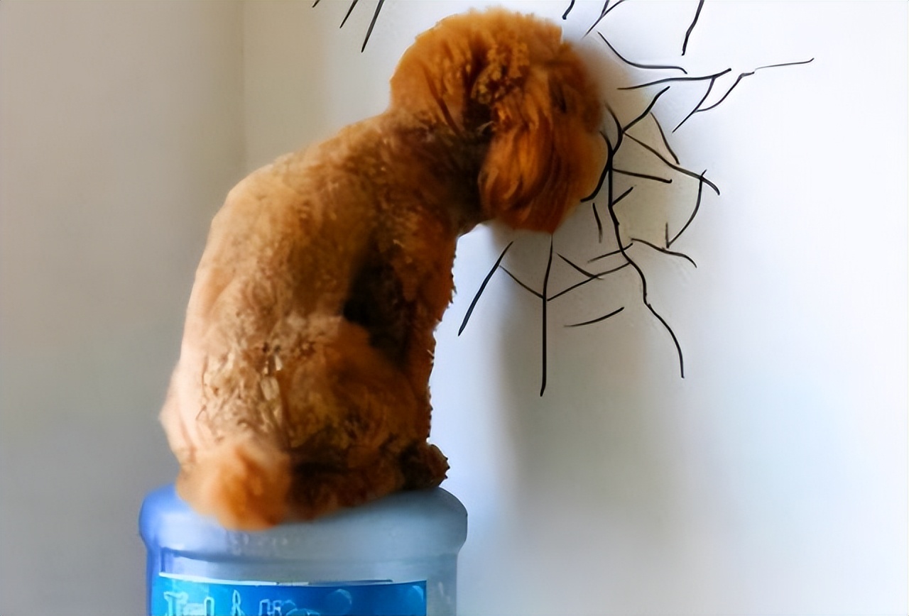 泰迪全身疼痛,泰迪生产时痛苦的叫唤