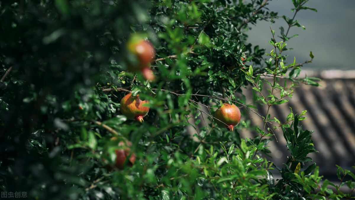 小满节气，黄河中下游地区突尼斯软籽石榴的管理技巧