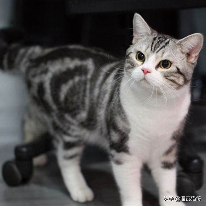 美短棕虎斑成年猫多少钱,美短虎斑猫有白毛领