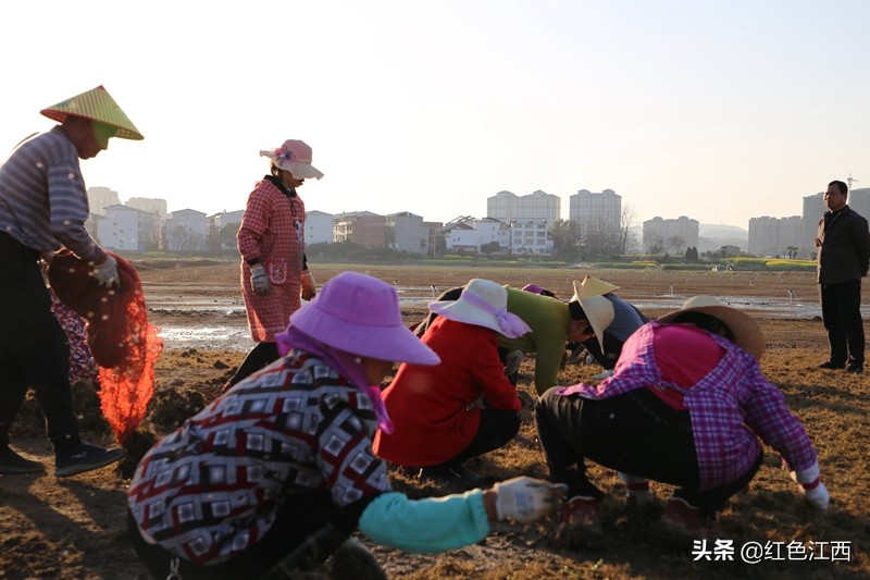 瑞昌赛湖农场稻田,江西九江瑞昌赛湖农场