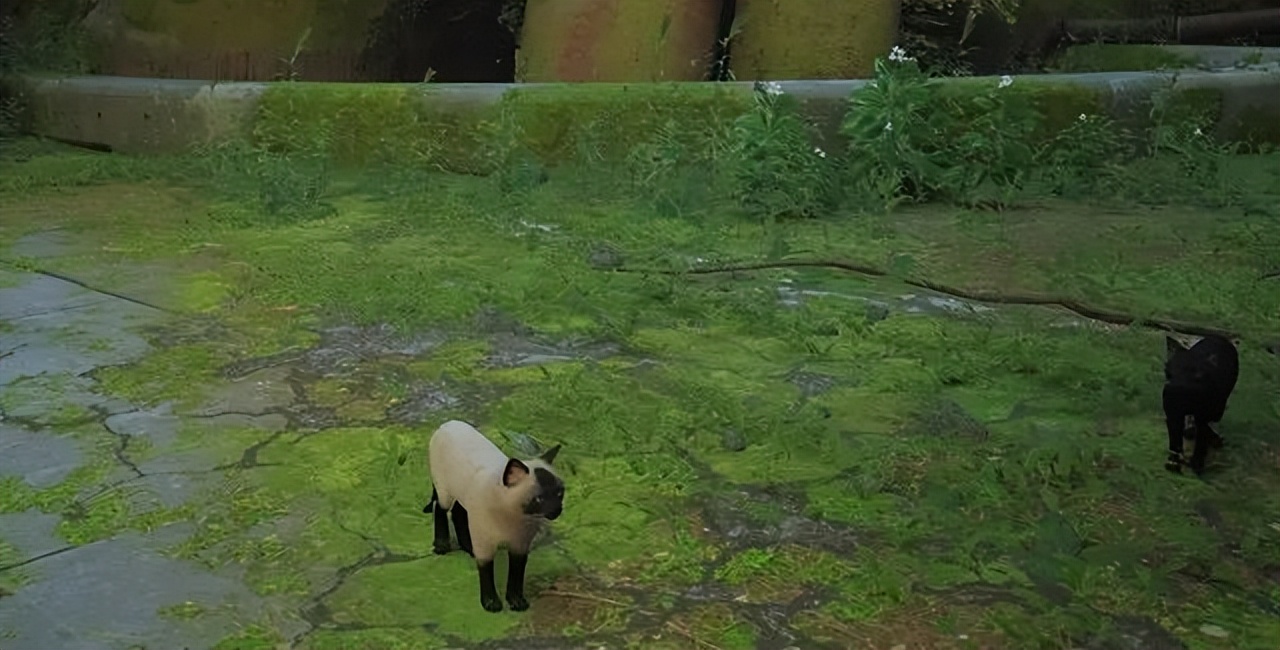 谁不想当只猫猫呢?值得一试的猫咪模拟器《Stray》