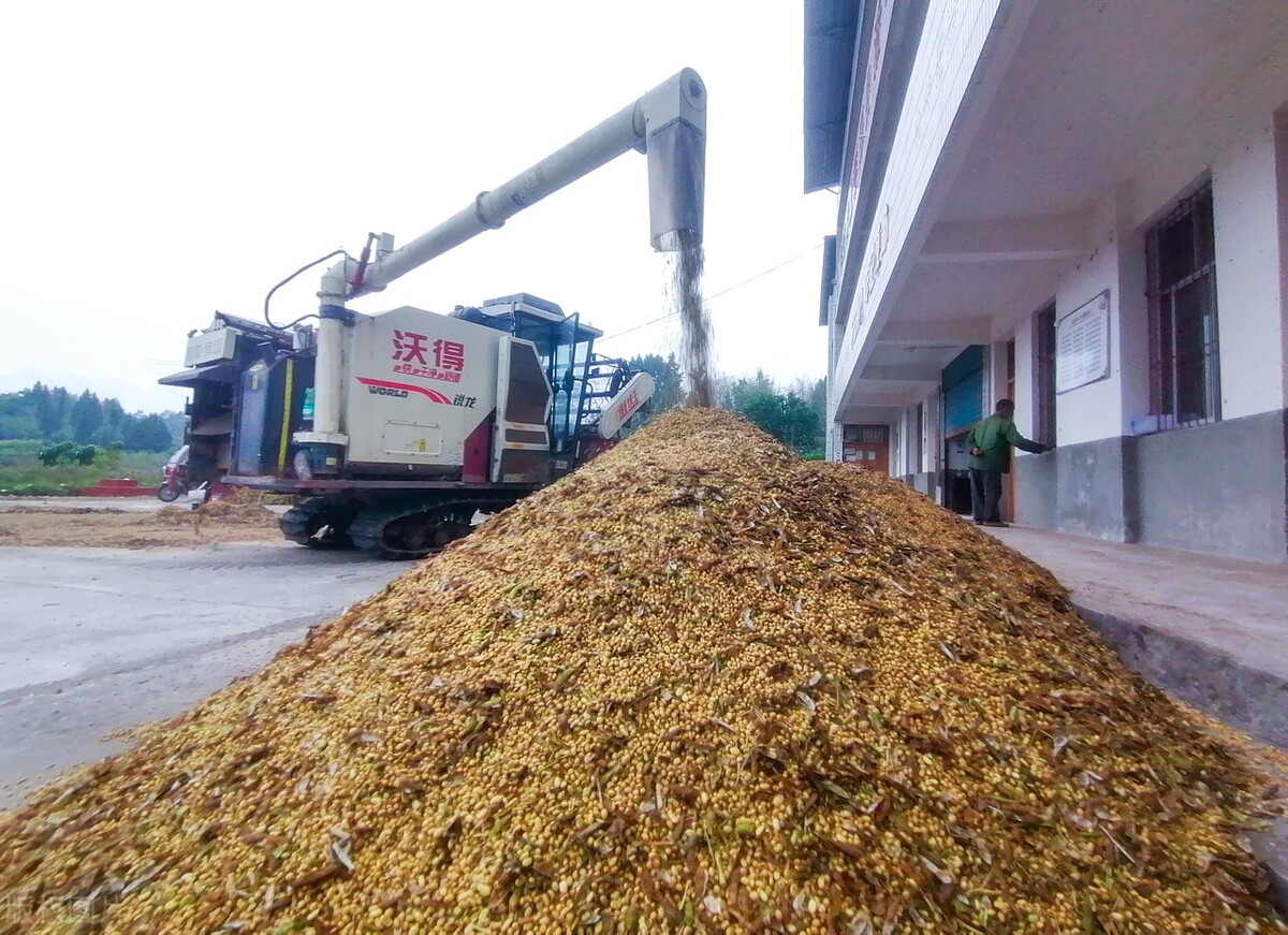 全国各地大豆价格最新行情分析,今日全国各地大豆价格行情走势