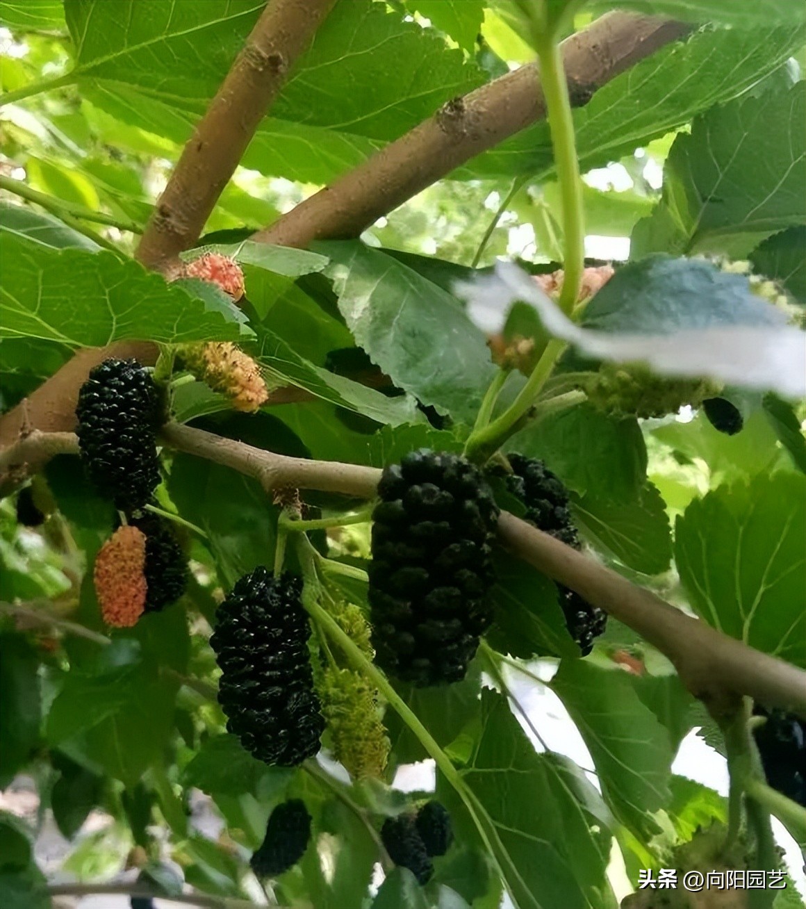 果树苗如何买到真苗,购买果树苗怎么防止买假苗