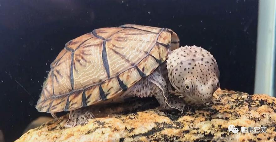 新手最适合养的几种龟,哪种龟最好养价格高