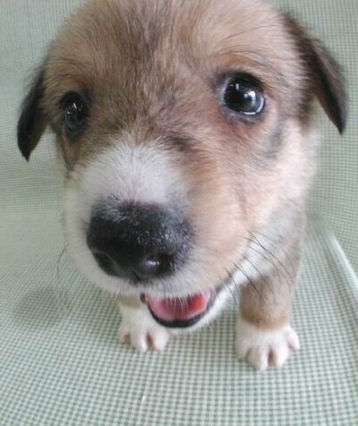 20天的小狗狗拉肚子一直叫怎么办,小狗狗拉肚子带点血是怎么回事