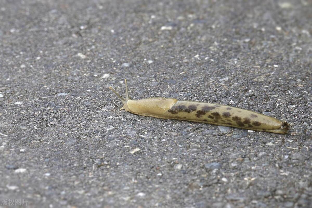 鼻涕虫怎么爬进了屋中,鼻涕虫怎么进到室内的