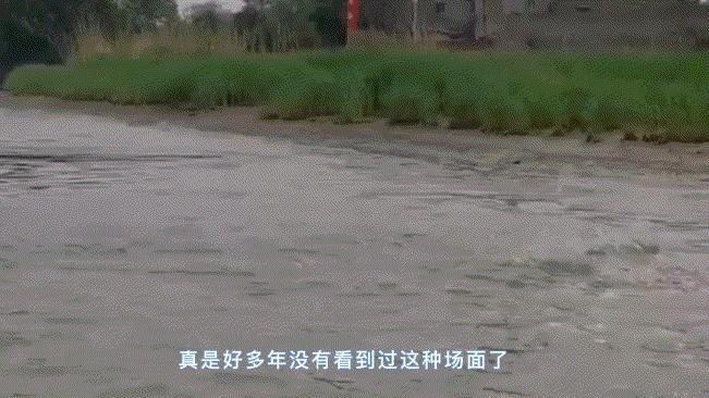 长江禁捕刀鱼哪里来的,长江十年禁捕刀鱼多吗