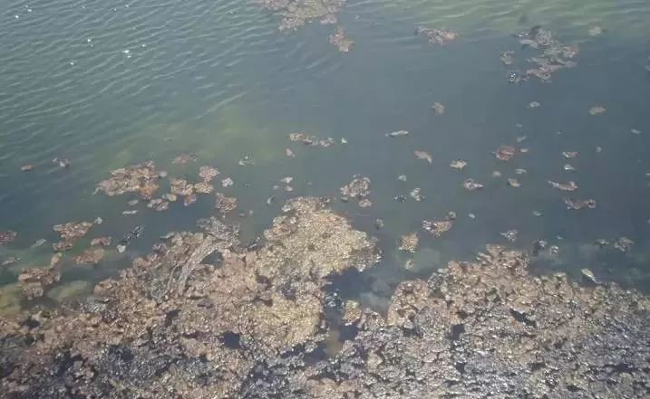 养殖塘泥皮,养殖塘产生泥皮的处理方法