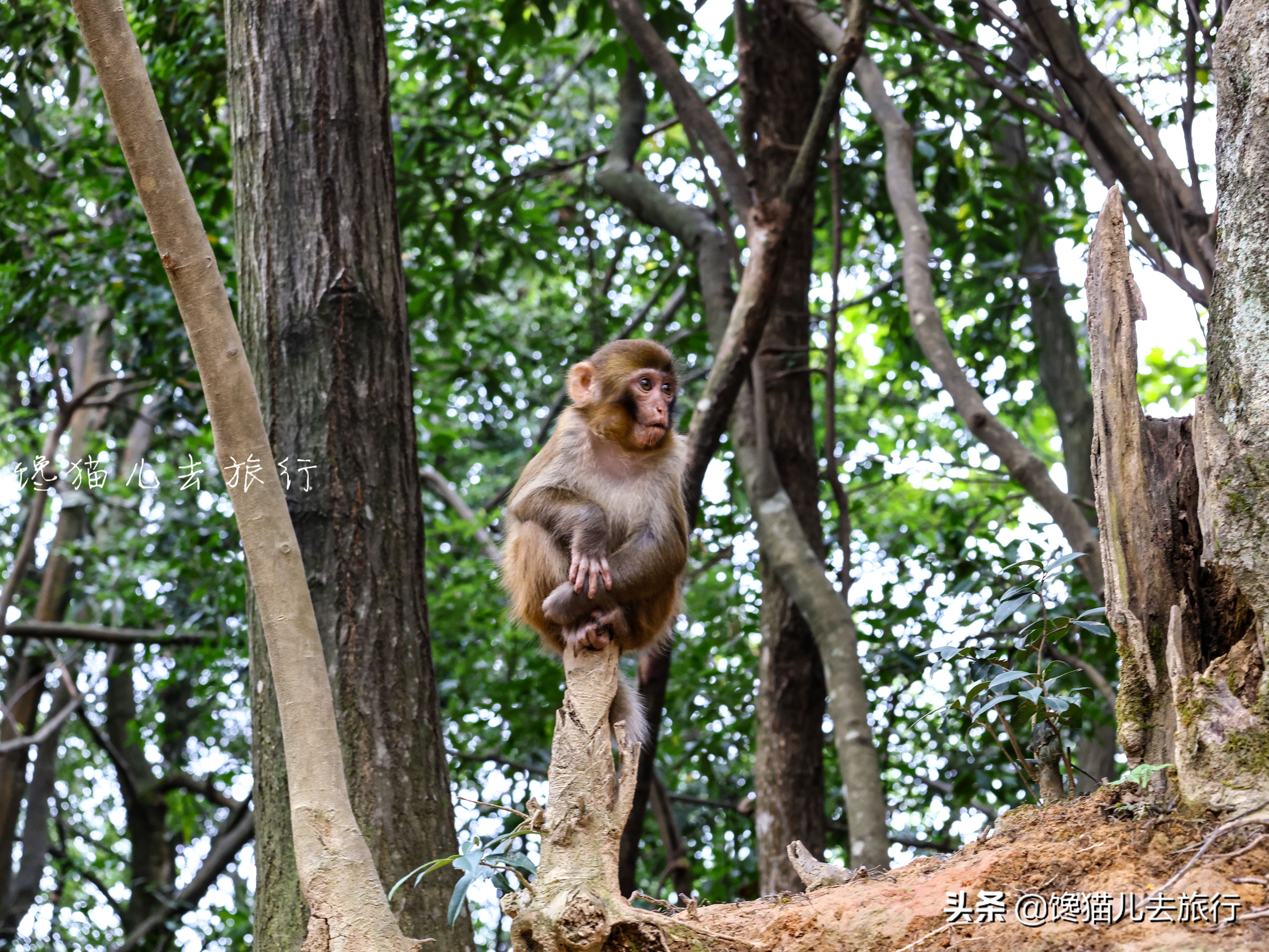 去张家界有什么忌讳,去张家界要注意什么安全