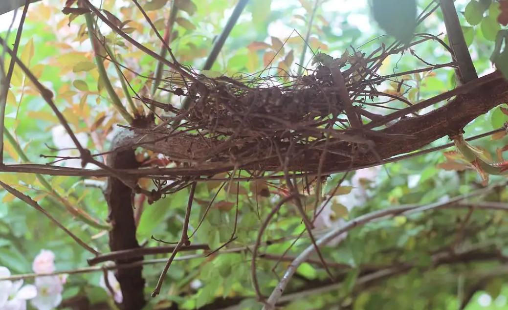 斑鸠在巢穴边不走说明什么,野斑鸠可以喂昆虫吗