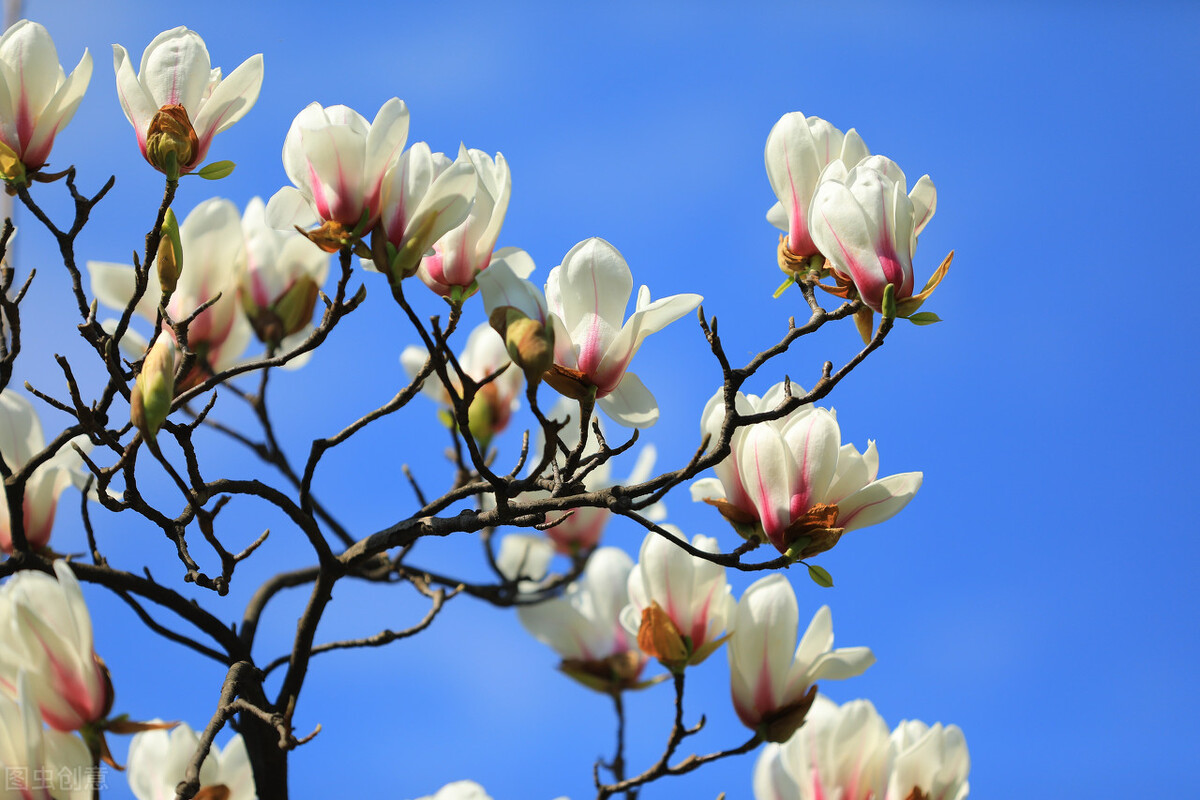 本草纲目中辛夷的说明,辛夷本草纲目