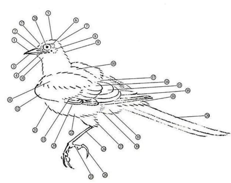 中国常见的斑鸠,斑鸠为何很少看到斑鸠巢穴