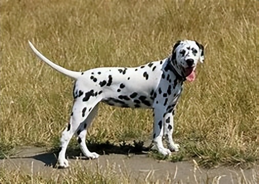 斑点狗的悲惨下场,最近很火的斑点狗