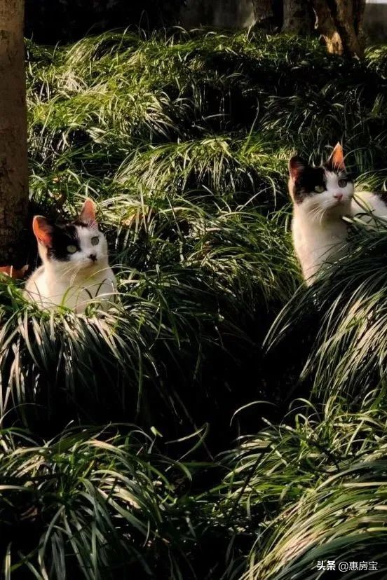 上海公园免费,上海免费公园排行