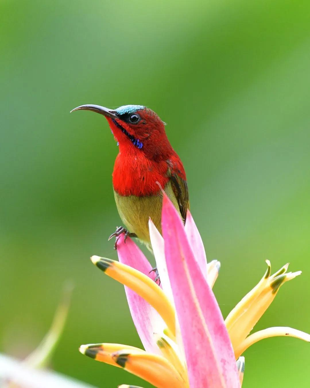 太阳鸟花的图片,太阳鸟精彩图片