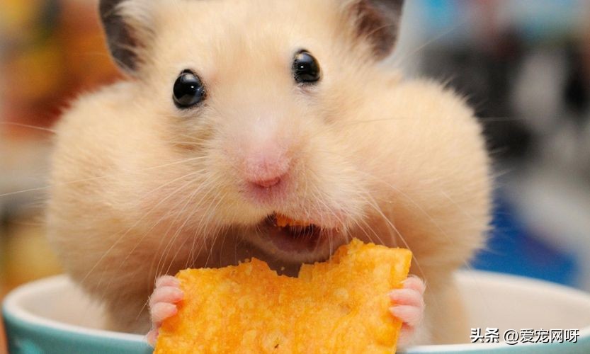 饲养仓鼠对人体有哪些危害,饲养仓鼠一般温度在多少度