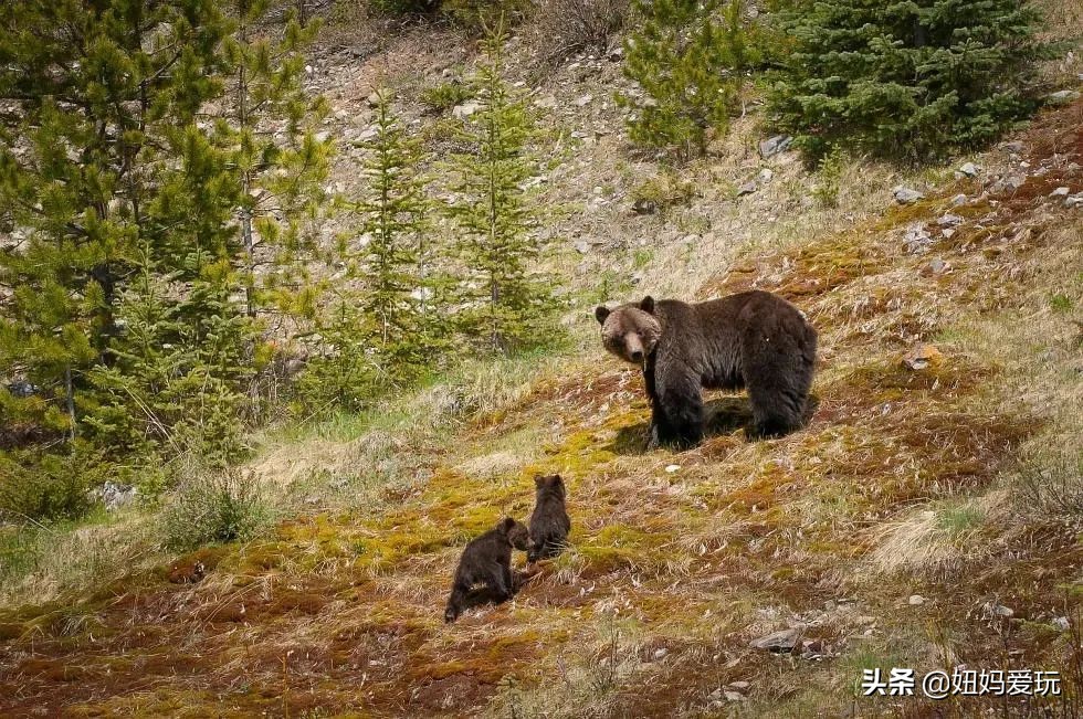 带你真切看人间的宝藏纪录片top10,十一长假适合带孩子看的纪录片