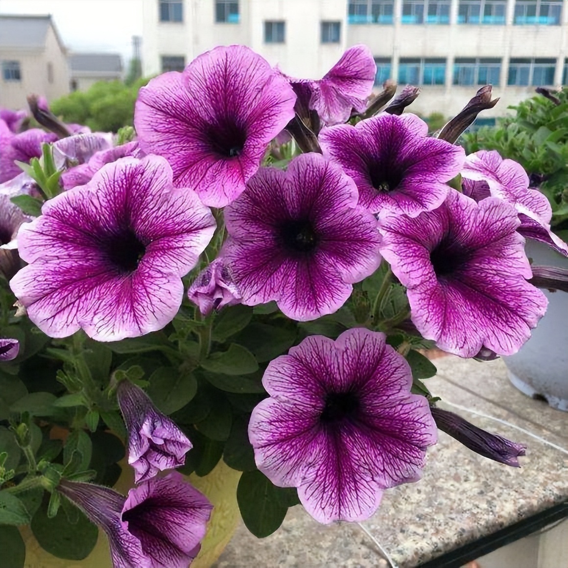 养花先养根学一招就能撑爆盆,养花有什么妙招养得最好