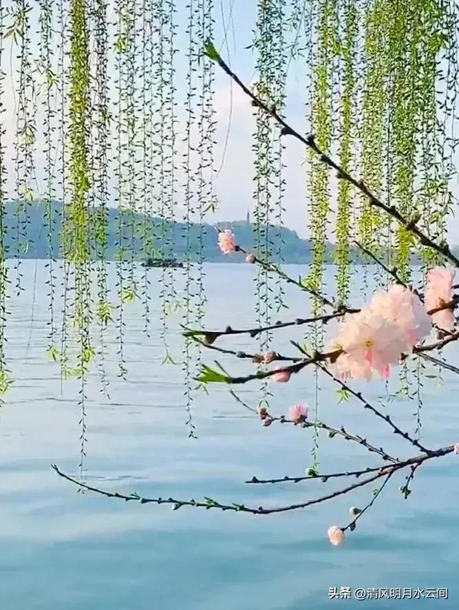 依依垂柳，妖妖春水