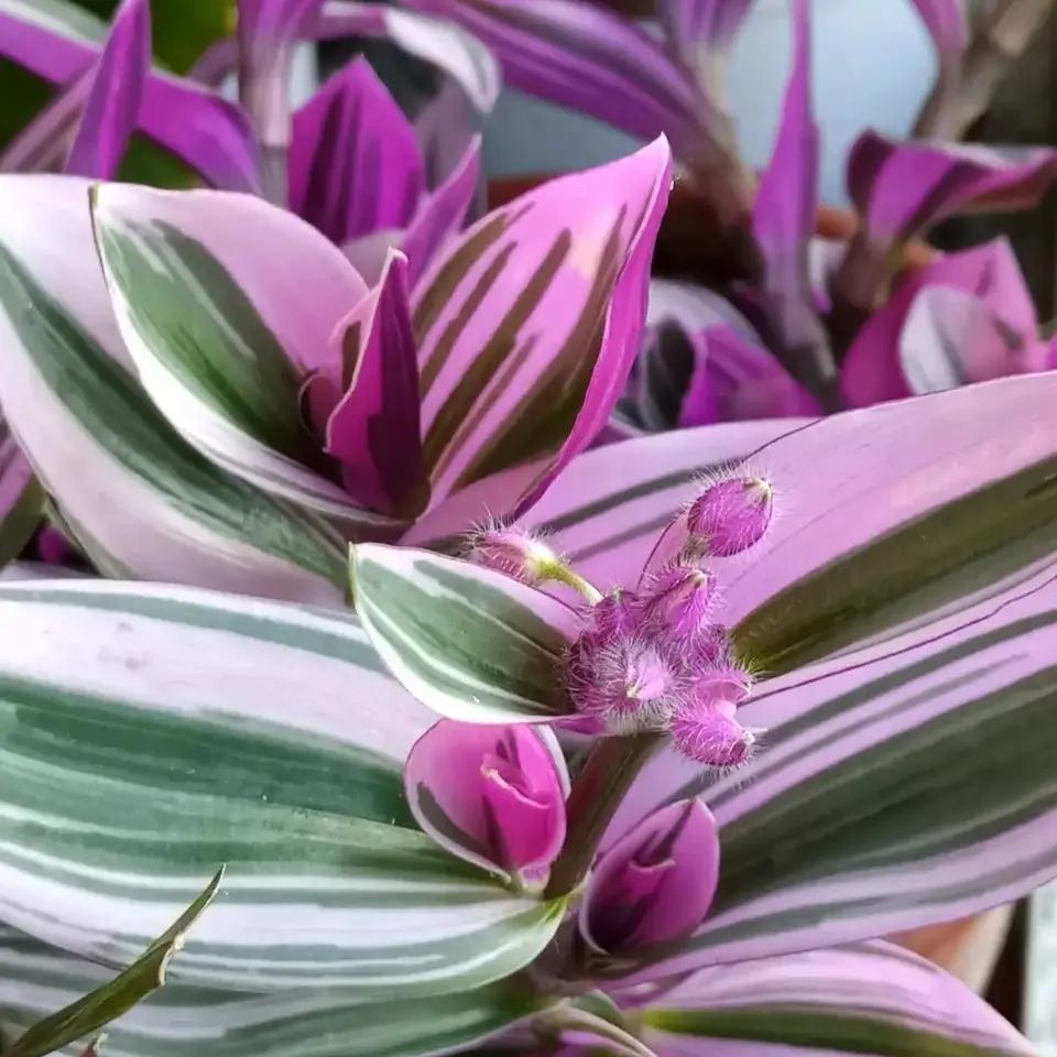 哪些花卉吸甲醛最好,室内哪些绿植可以吸甲醛