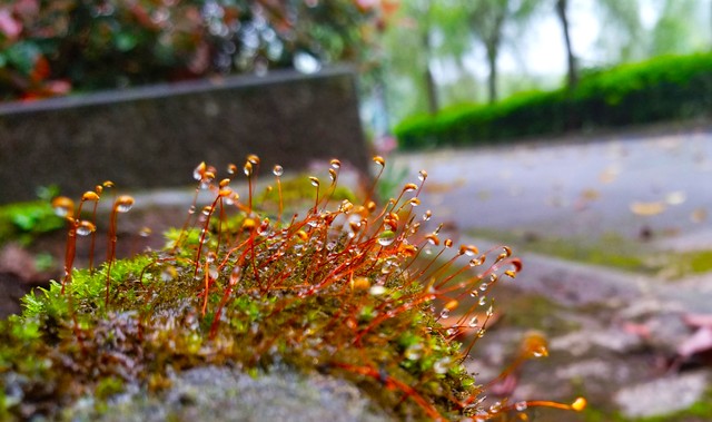 清明节由来,清明节由来诗