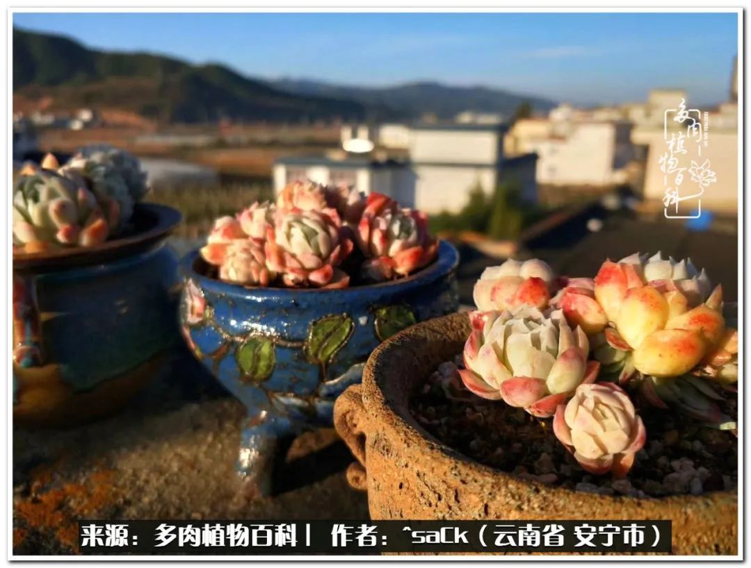 情不知所起一往而深歌曲,情不知所起一往而深完整版