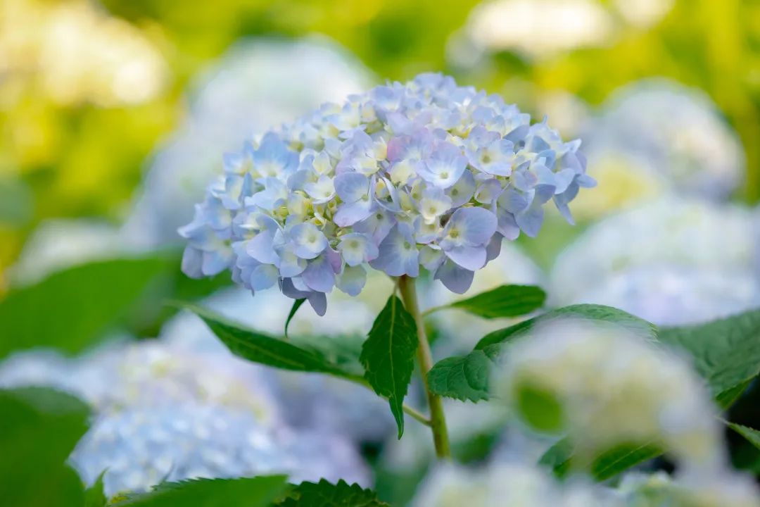 夏天专属的浪漫绣球花,绣球花是夏天的专属浪漫
