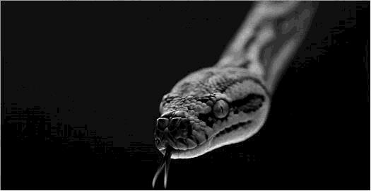 神秘、危险的珠宝题材！被大牌追捧的潮流时尚？45款蛇类珠宝盘点