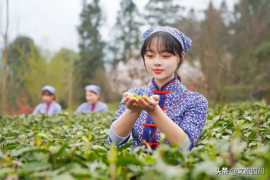 国际敬茶日,国际茶日徽茶迎天下