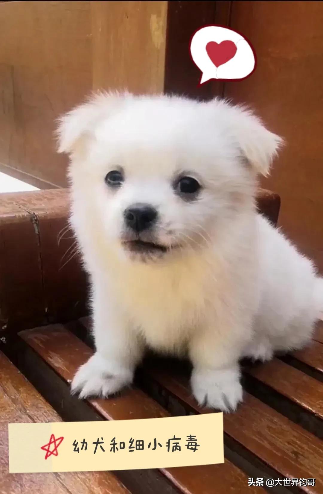 法斗幼犬得了细小治疗成功率多少,我家狗狗得了细小突然咬我一下