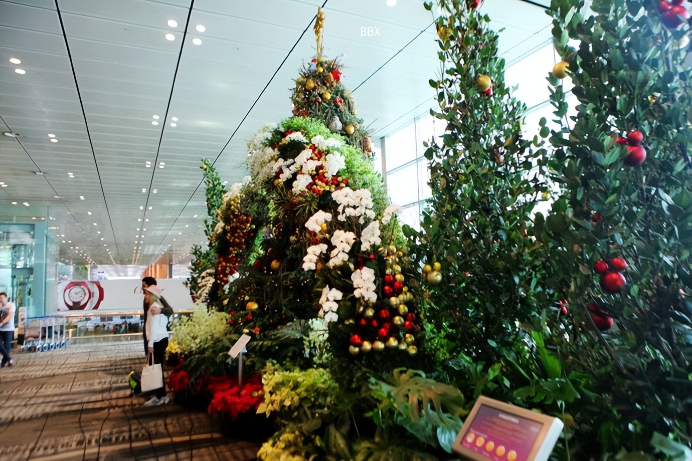 新加坡樟宜机场的仙人掌花园,新加坡最美机场在哪个航站楼