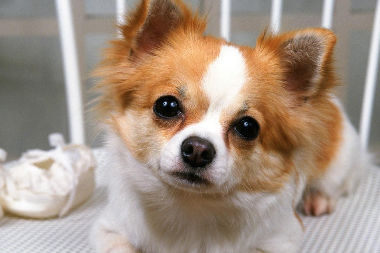 狗狗泪痕怎么消灭最快,狗狗泪痕用什么能擦掉小妙招