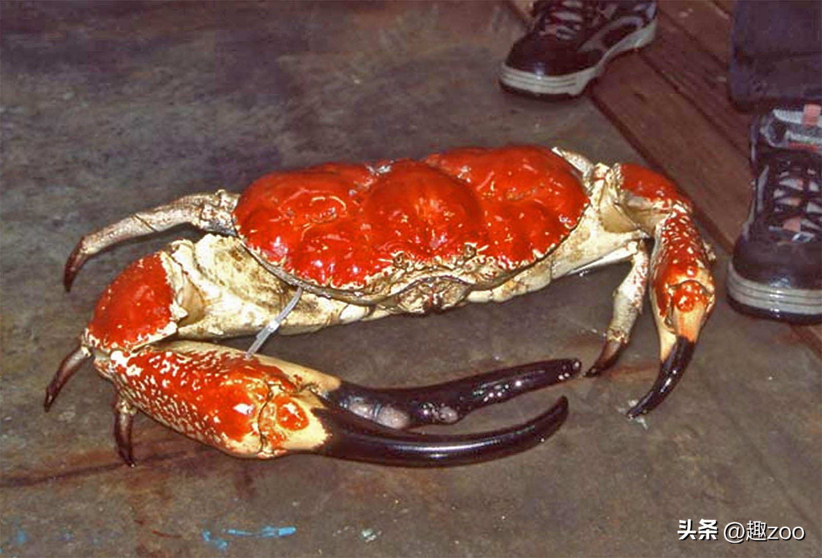 螃蟹都有什么品种哪种最大最好吃,螃蟹的种类有哪些哪种螃蟹最好