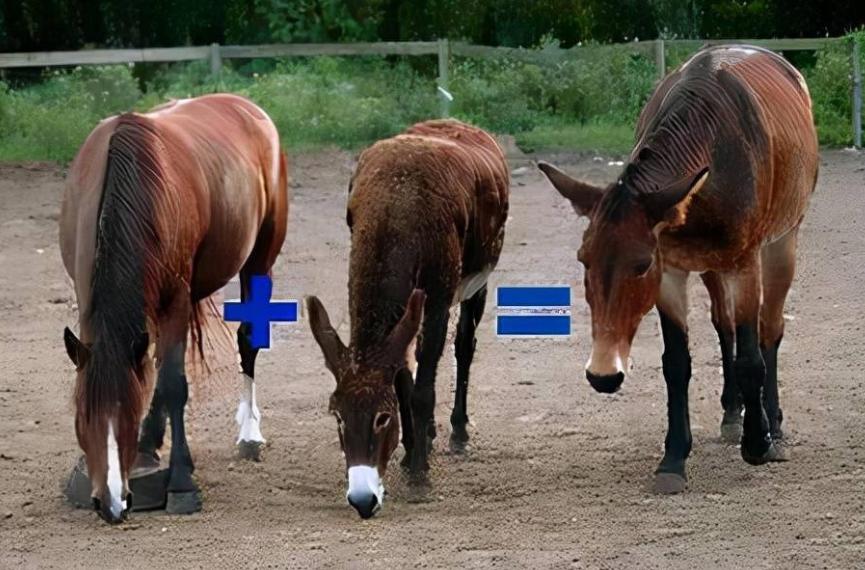 人类动物能混血吗,人类真的能杂交吗