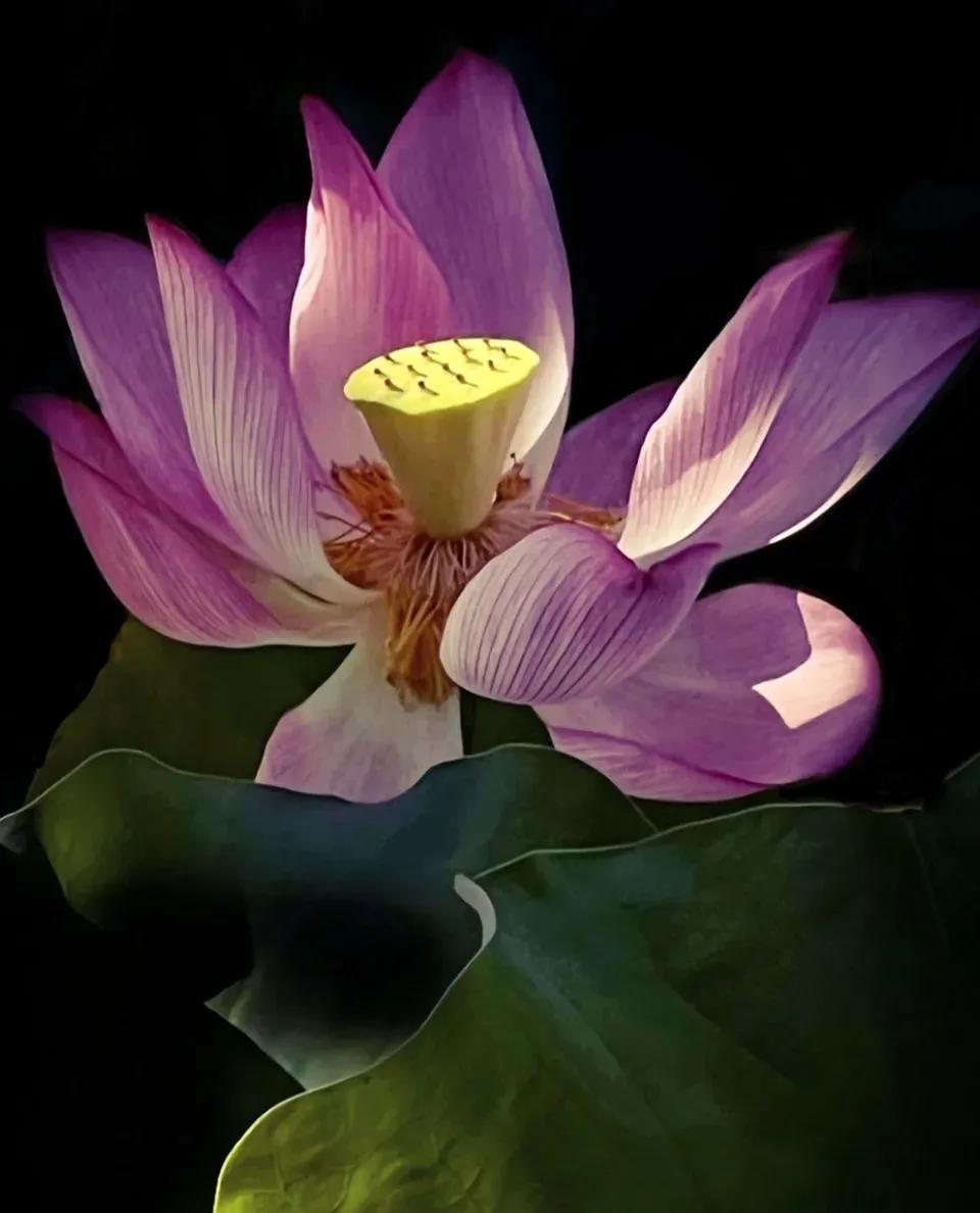 无穷莲叶，精彩纷呈